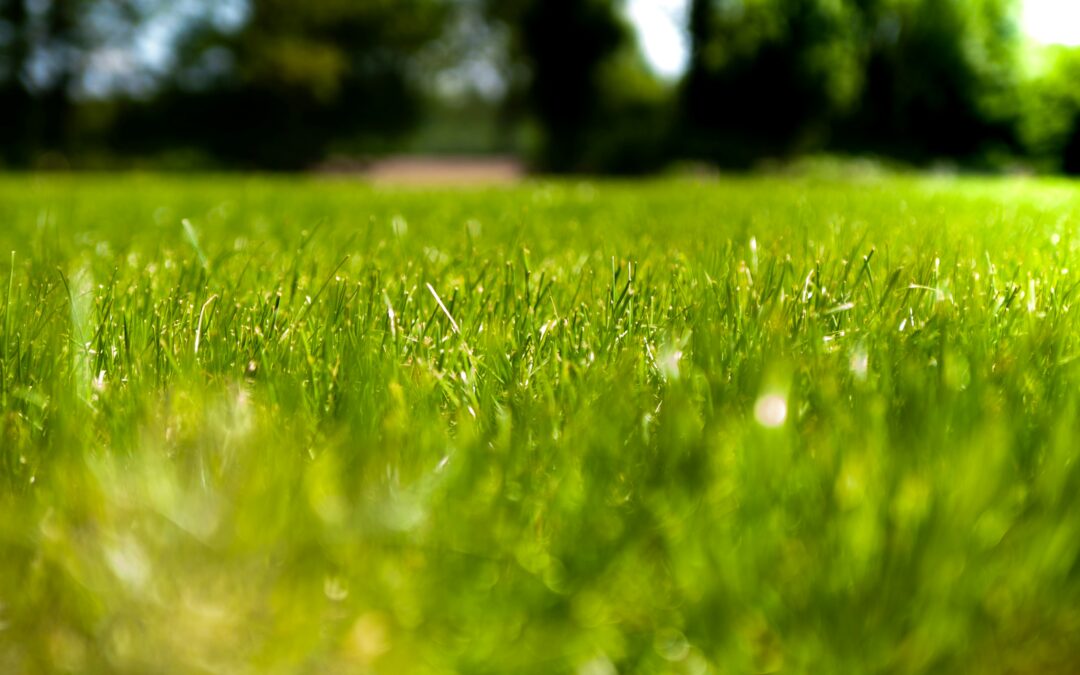 Can fleas live in fake grass